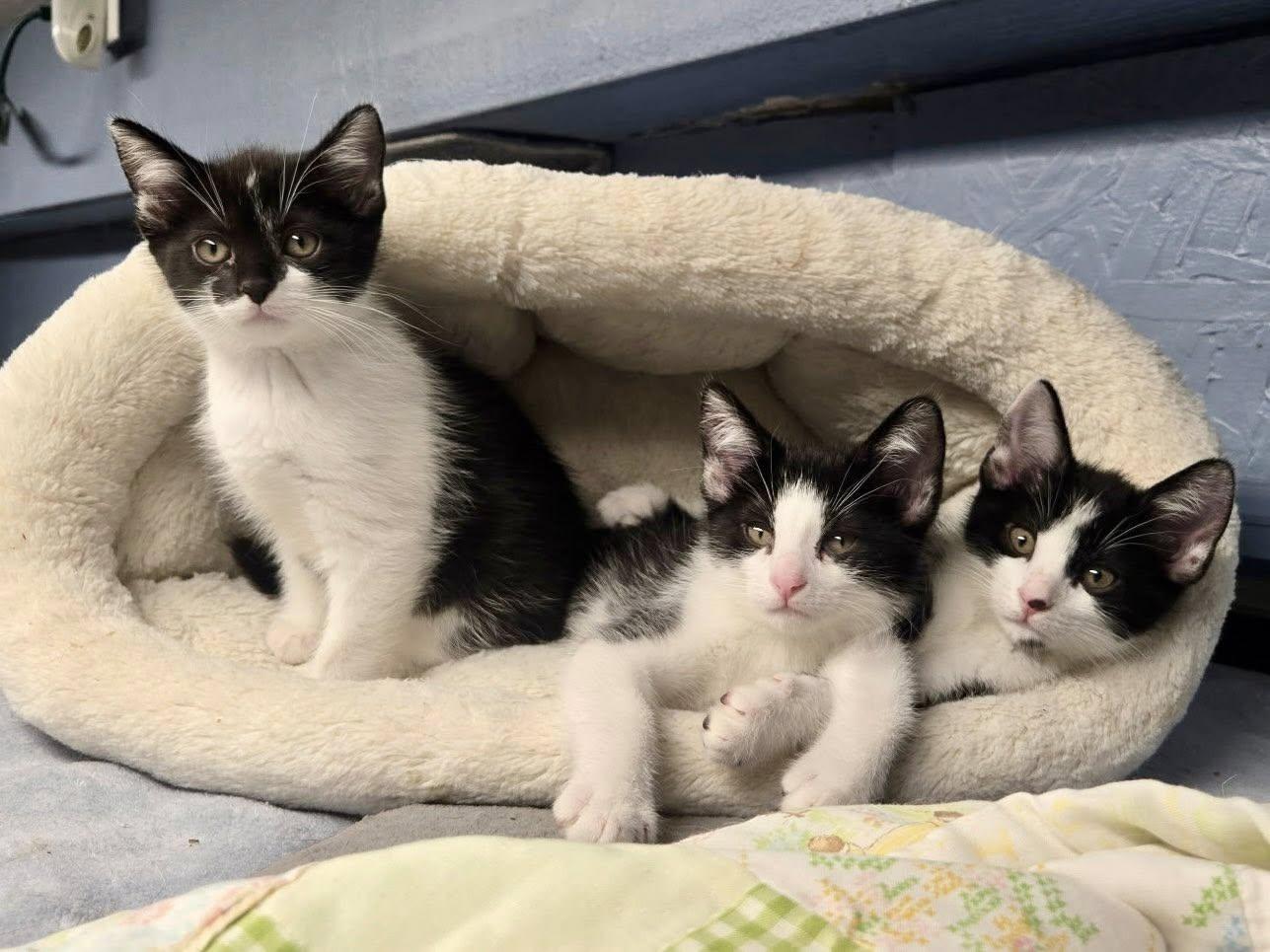 Adora (F), Giles (M), & Everley (F)