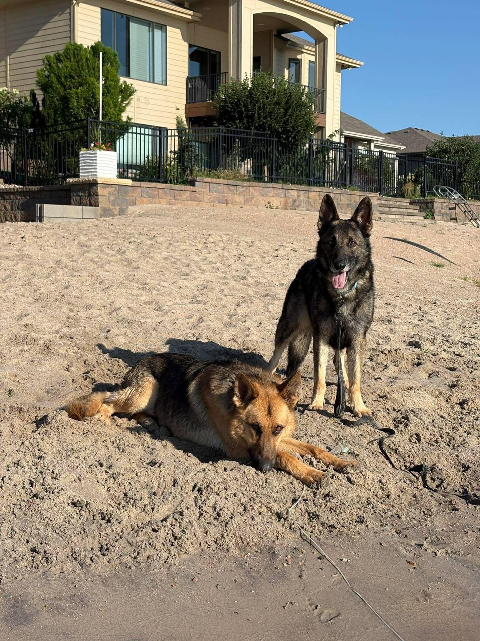 Merlin, a Adoptable German Shepherd Dog in Gretna, NE image 1/3