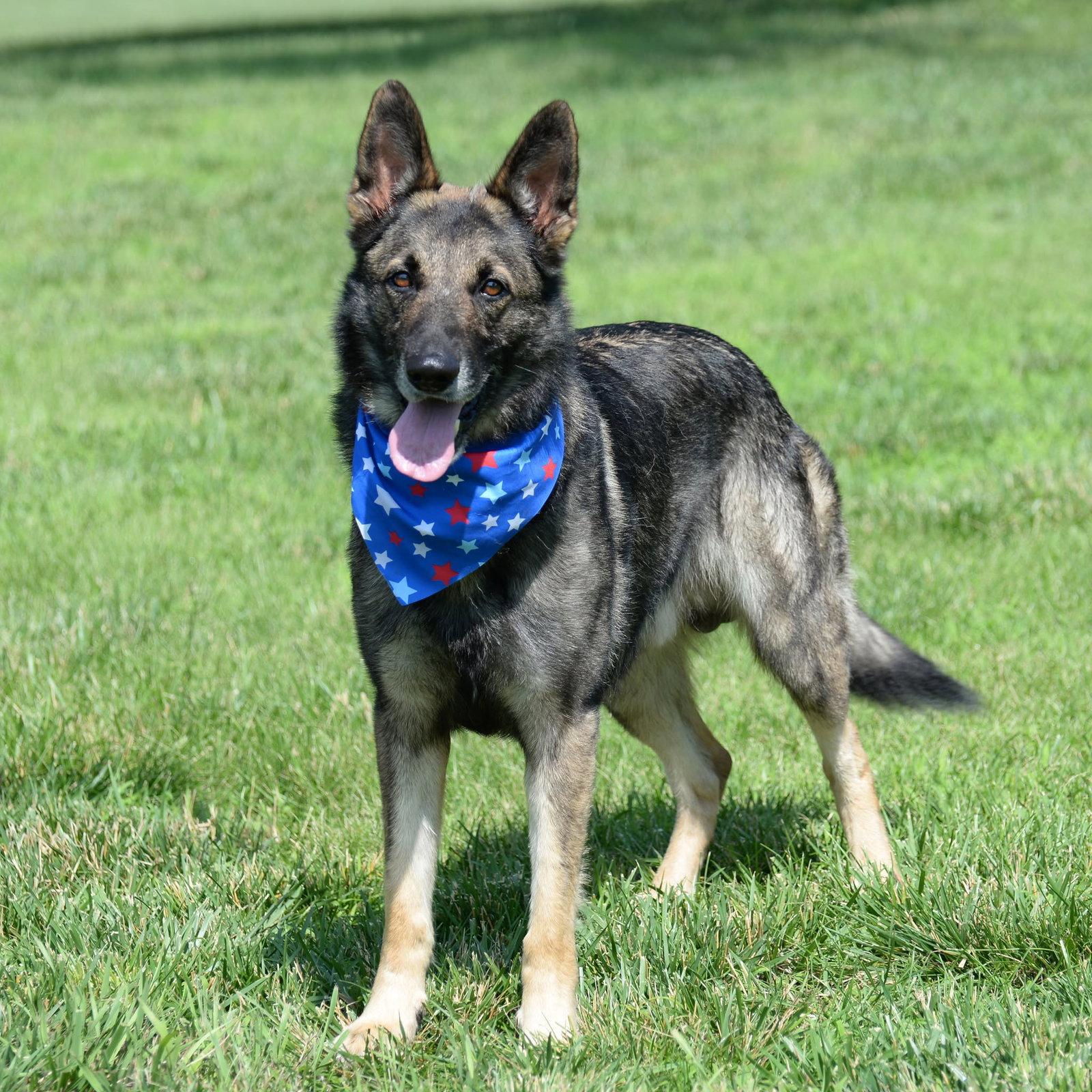Merlin, a Adoptable German Shepherd Dog in Gretna, NE image 2/3