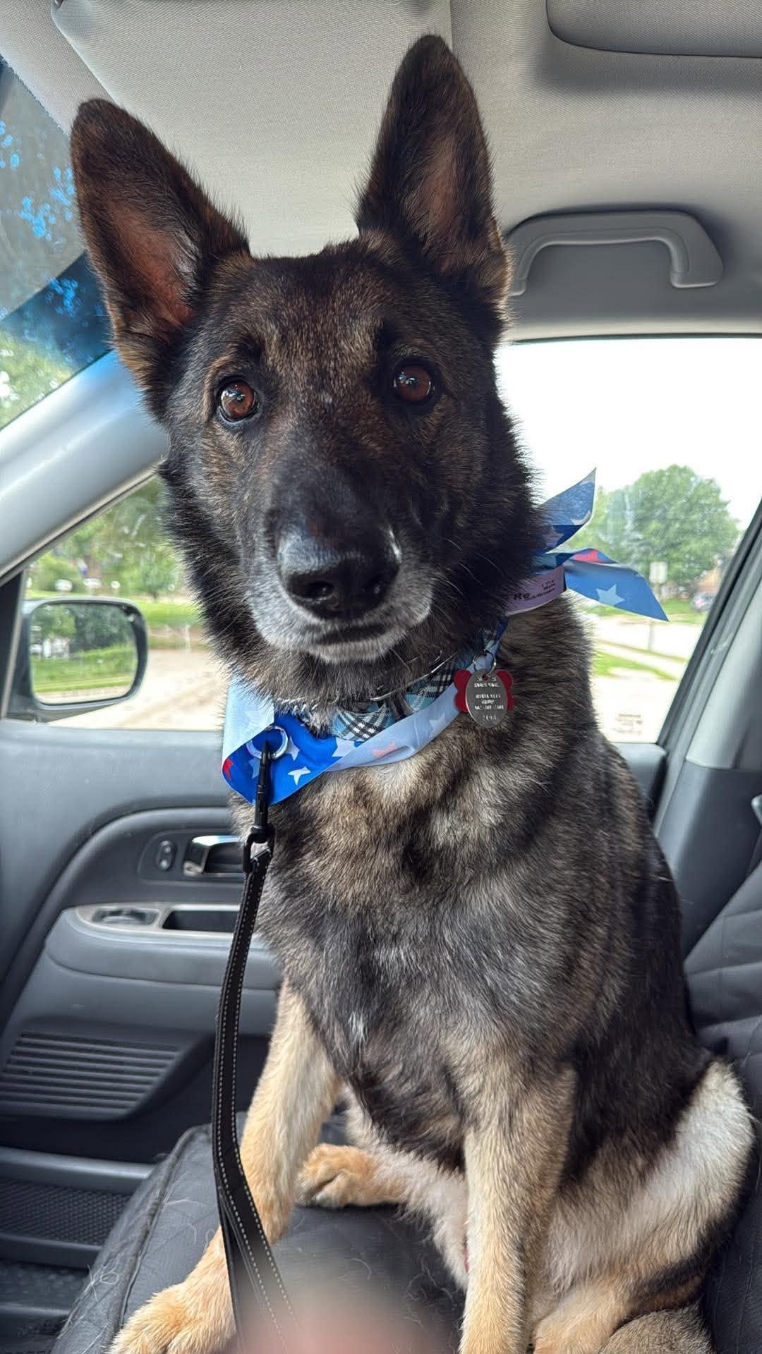 Merlin, a Adoptable German Shepherd Dog in Gretna, NE image 3/3