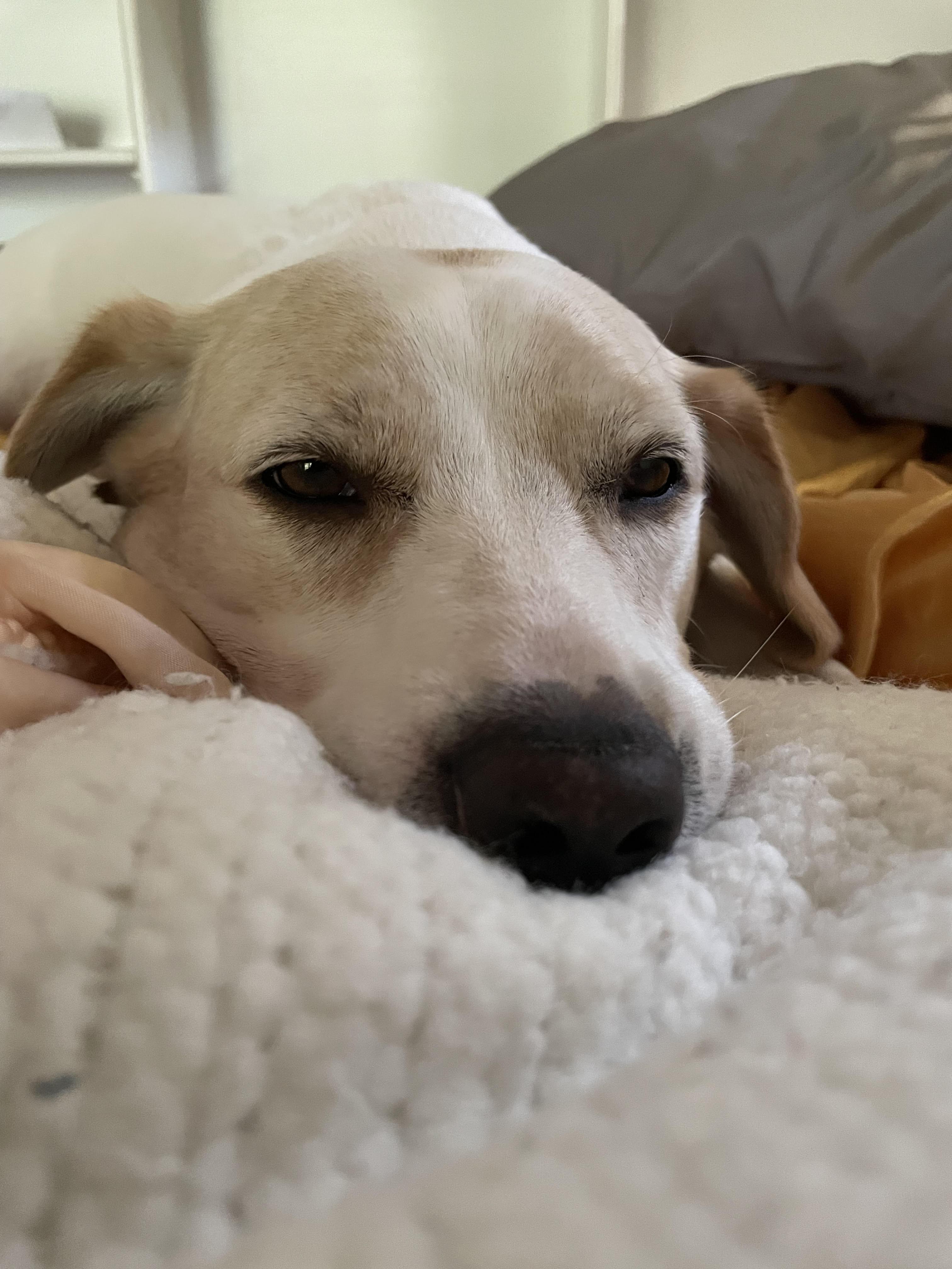 Cheese, adopted, Adult Male Black Labrador Retriever.