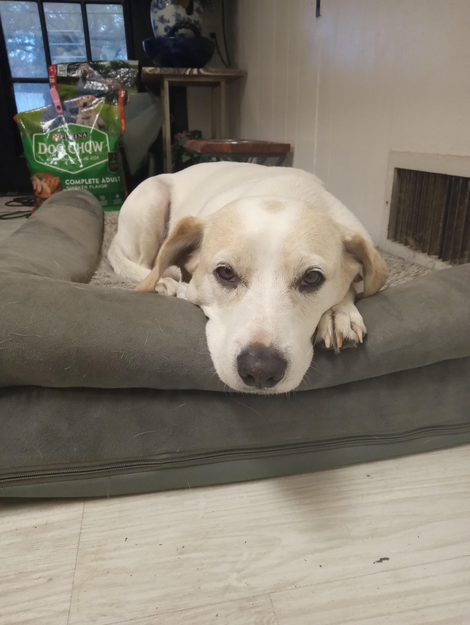 Cheese, an adopted mixed breed in Plano, TX image 3/4