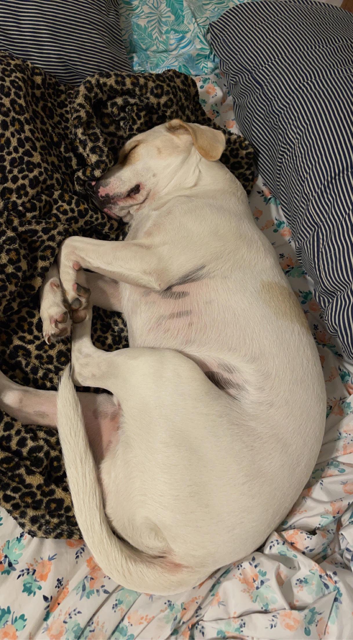 Cheese, an adopted mixed breed in Plano, TX image 2/4