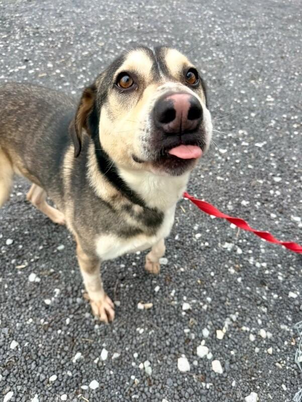 Enlarge koda, a Adoptable Mixed Breed in Alamo, TN image 1/6