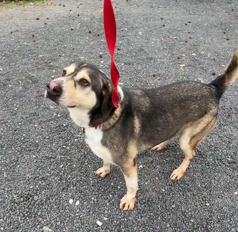 Enlarge koda, a Adoptable Mixed Breed in Alamo, TN image 2/6