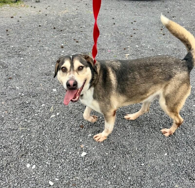 Enlarge koda, a Adoptable Mixed Breed in Alamo, TN image 3/6