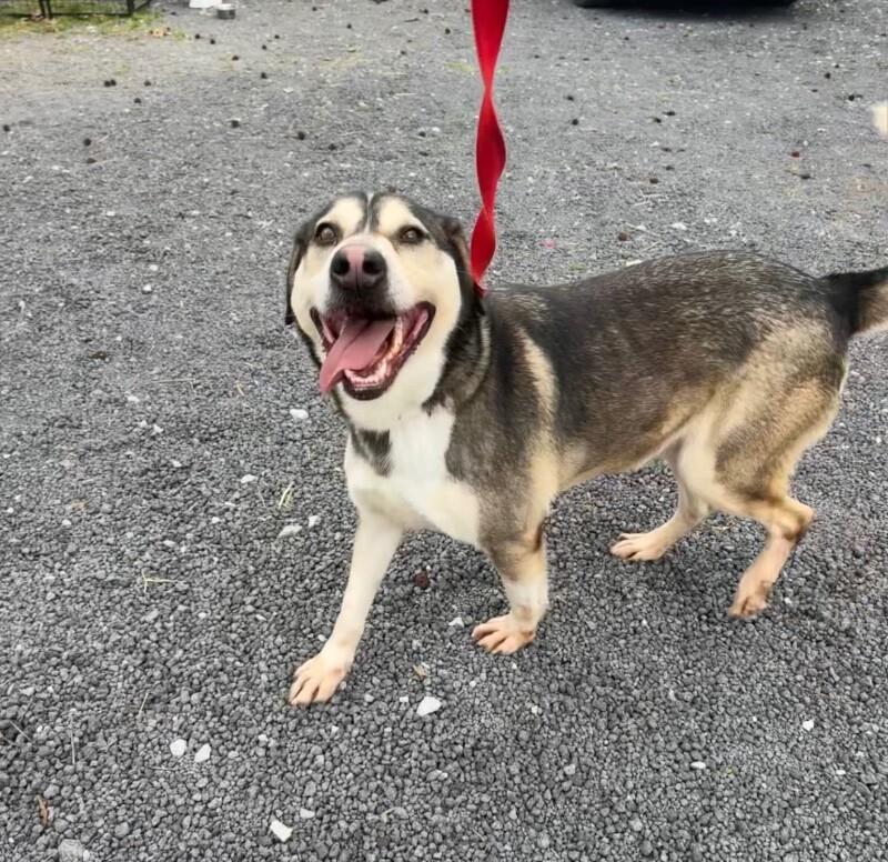 Enlarge koda, a Adoptable Mixed Breed in Alamo, TN image 4/6