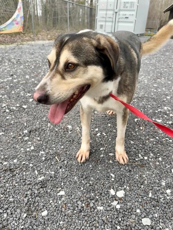 Enlarge koda, a Adoptable Mixed Breed in Alamo, TN image 5/6