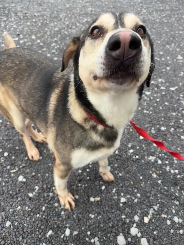 Enlarge koda, a Adoptable Mixed Breed in Alamo, TN image 6/6