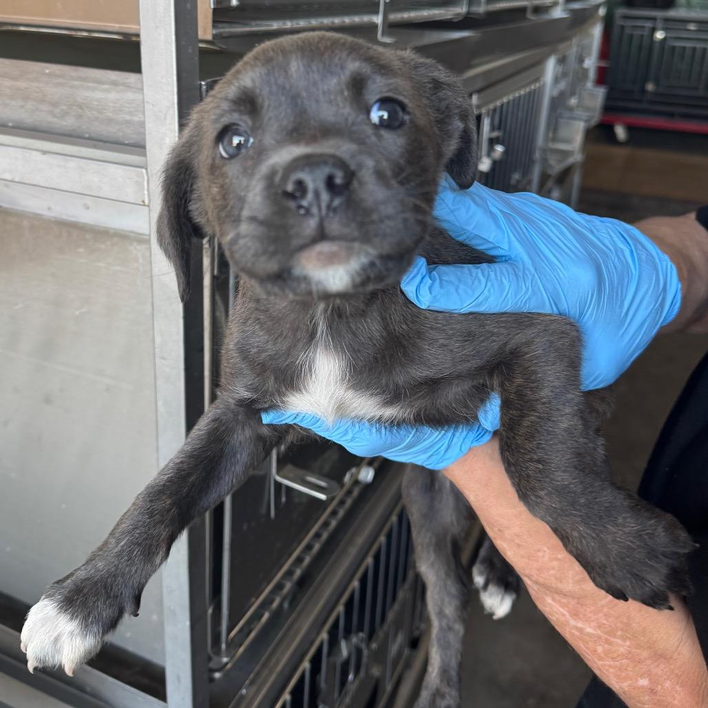 Anastasia, Adoptable, Young Female Pit Bull Terrier.