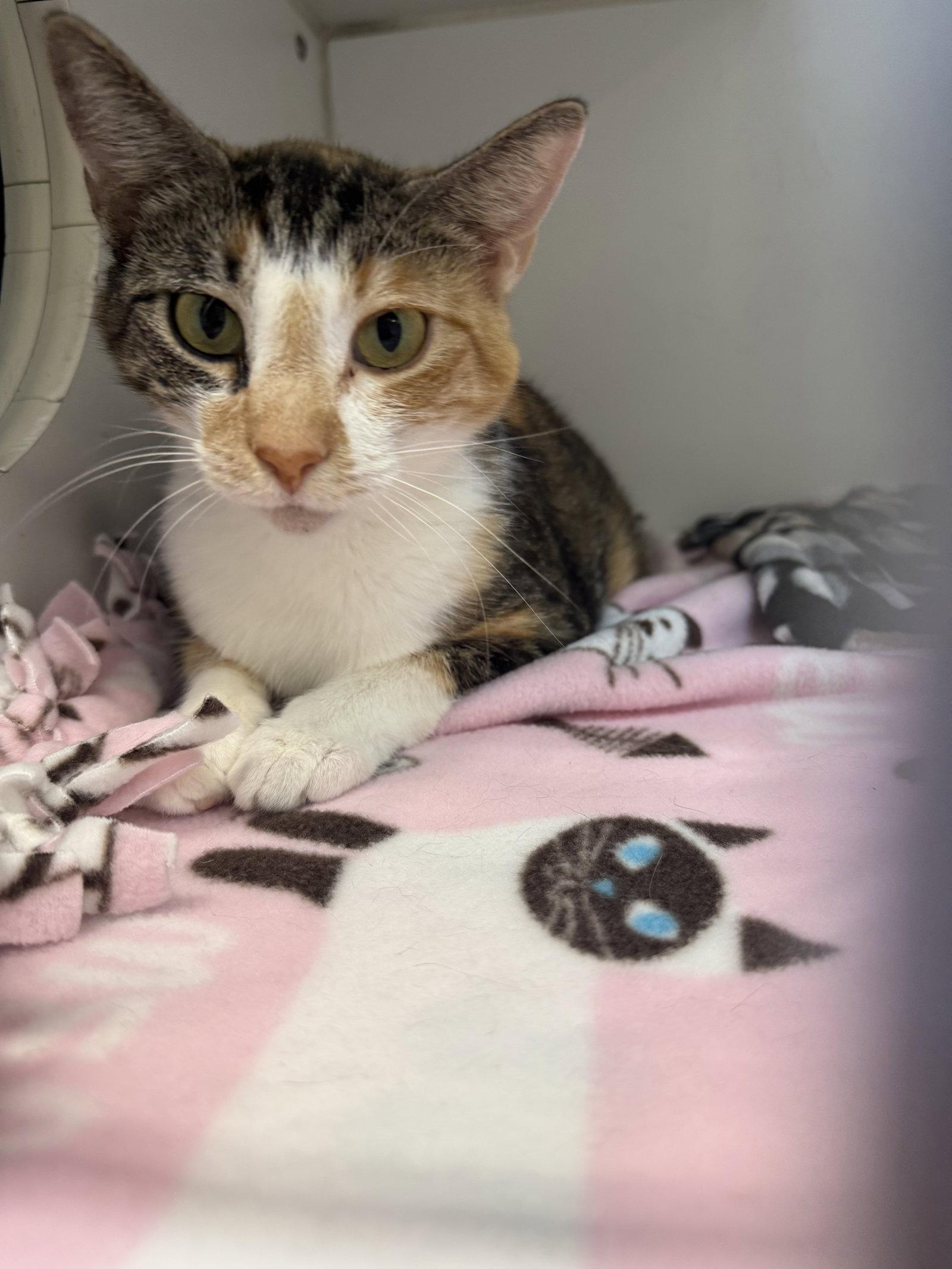 Enlarge Jasmine 1 yr female, a Adoptable Domestic Short Hair in Sterling, MA image 1/1
