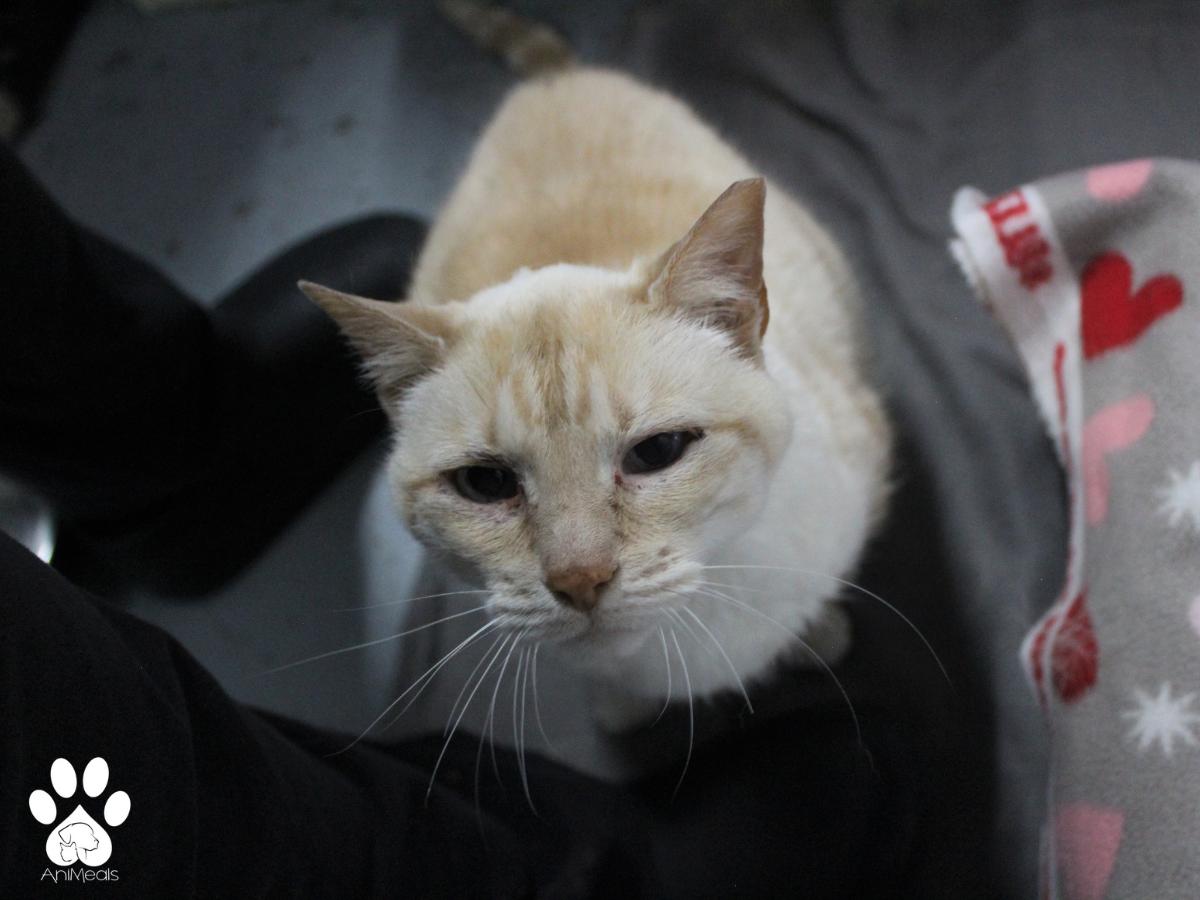 Star, an adoptable Domestic Short Hair in Missoula, MT, 59808 | Photo Image 3