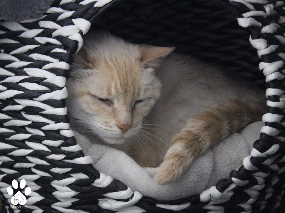 Star, an adoptable Domestic Short Hair in Missoula, MT, 59808 | Photo Image 2