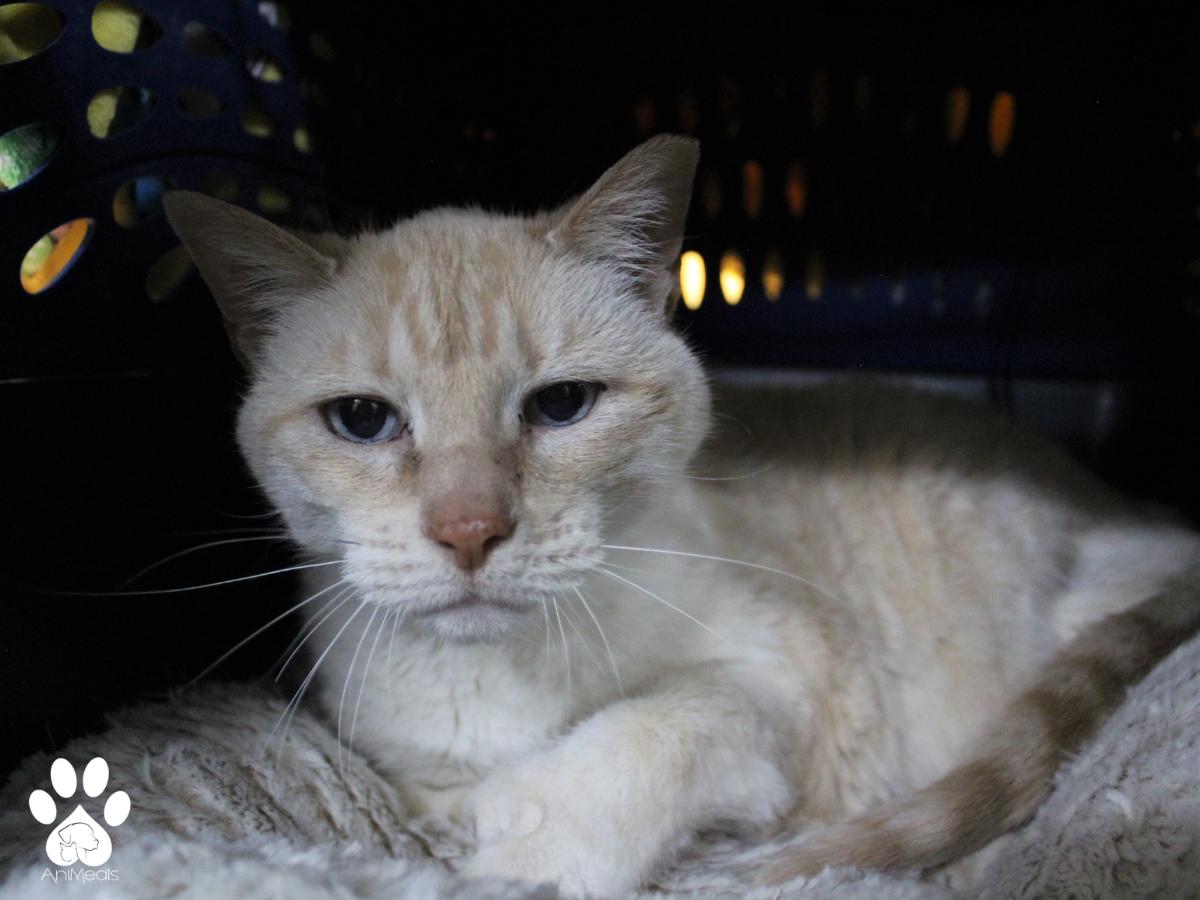 Star, an adoptable Domestic Short Hair in Missoula, MT, 59808 | Photo Image 4