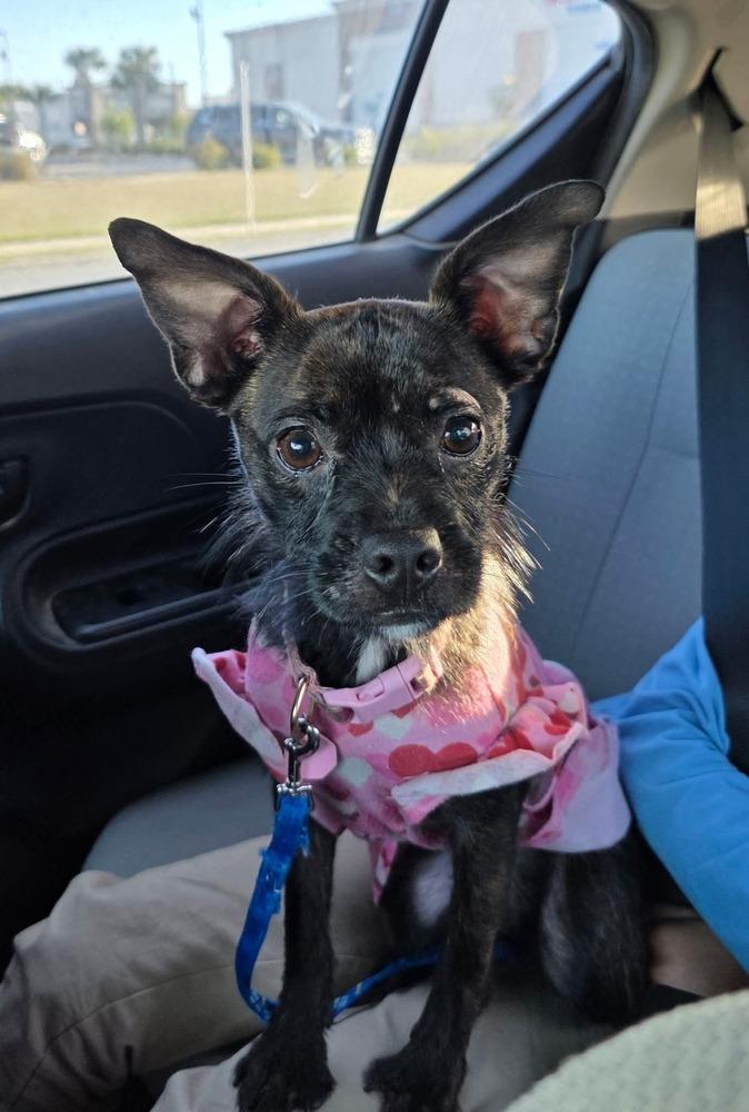 Lacey, Adoptable, Young Female Chihuahua.