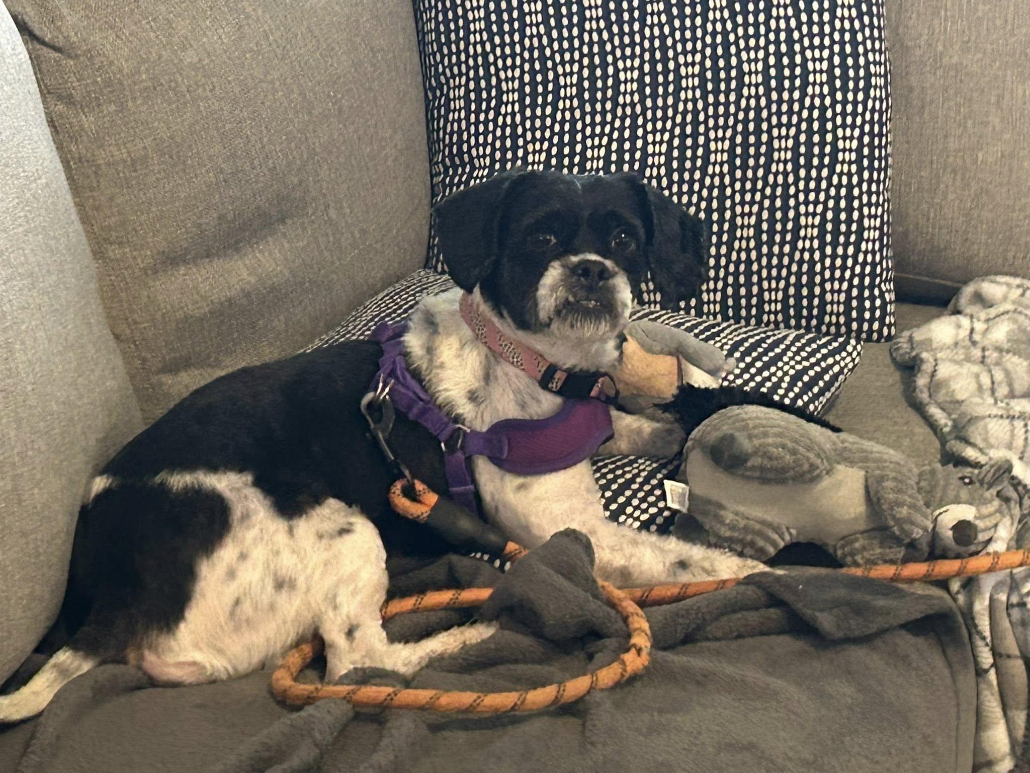 Domino, Adoptable, Adult Female Lhasa Apso.