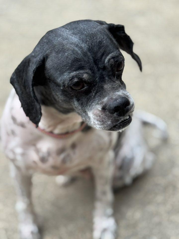 Domino, a Adoptable Lhasa Apso in Matthews, NC image 2/2