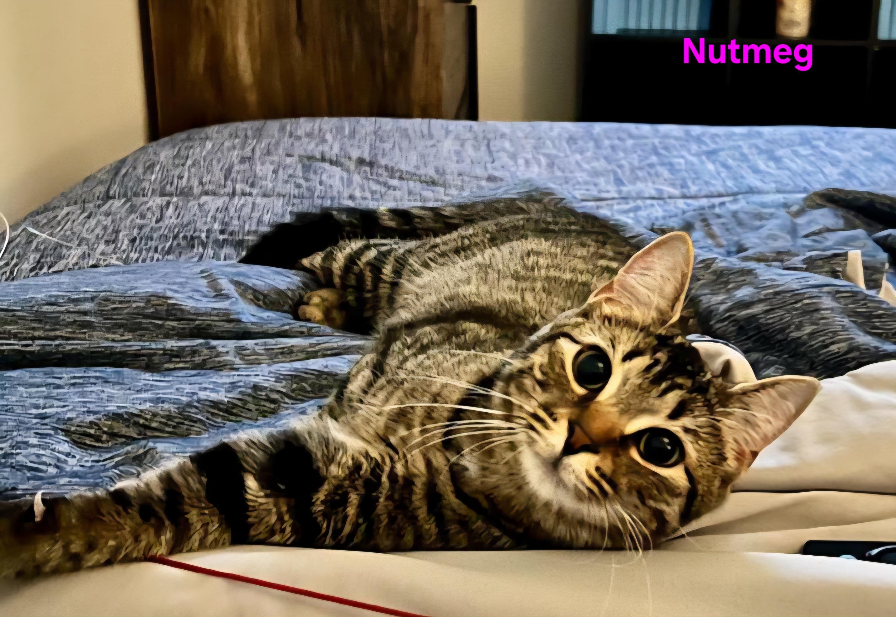 Nutmeg photo 4