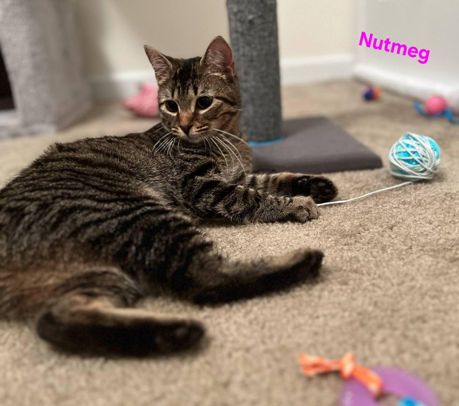 Nutmeg photo 3