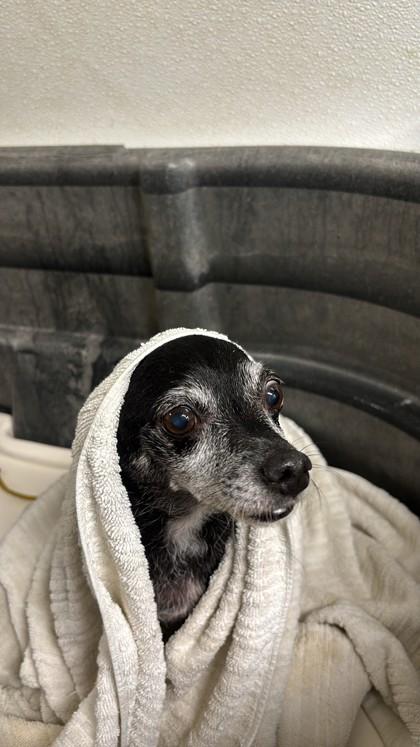 Enlarge Minnie , a Adoptable mixed breed in Sacramento, CA image 2/3