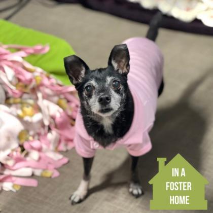 Enlarge Minnie , a Adoptable mixed breed in Sacramento, CA image 1/3