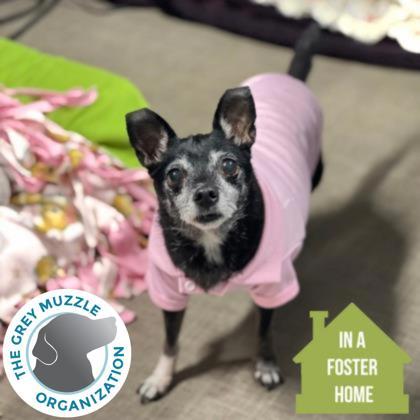 Minnie , Adoptable, Senior Female Chihuahua & Great Pyrenees.