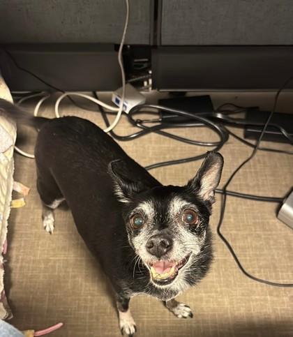 Enlarge Minnie , a Adoptable mixed breed in Sacramento, CA image 3/3