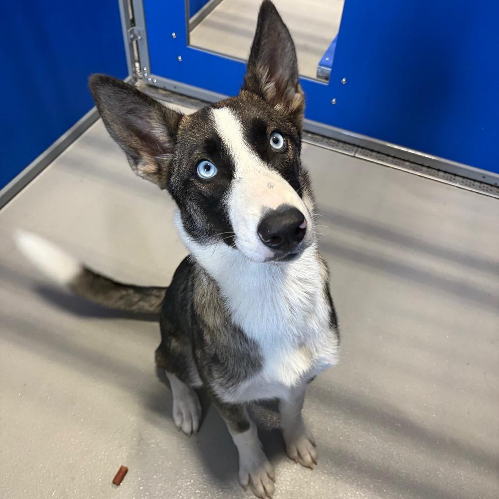 KCAC #637.26, Adoptable, Young Female Husky & Mixed Breed.