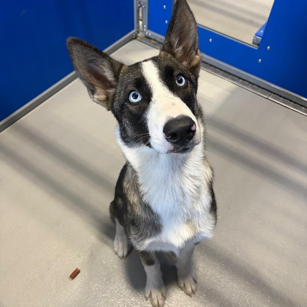 KCAC #637.26, a Adoptable mixed breed in Kerrville, TX image 2/3