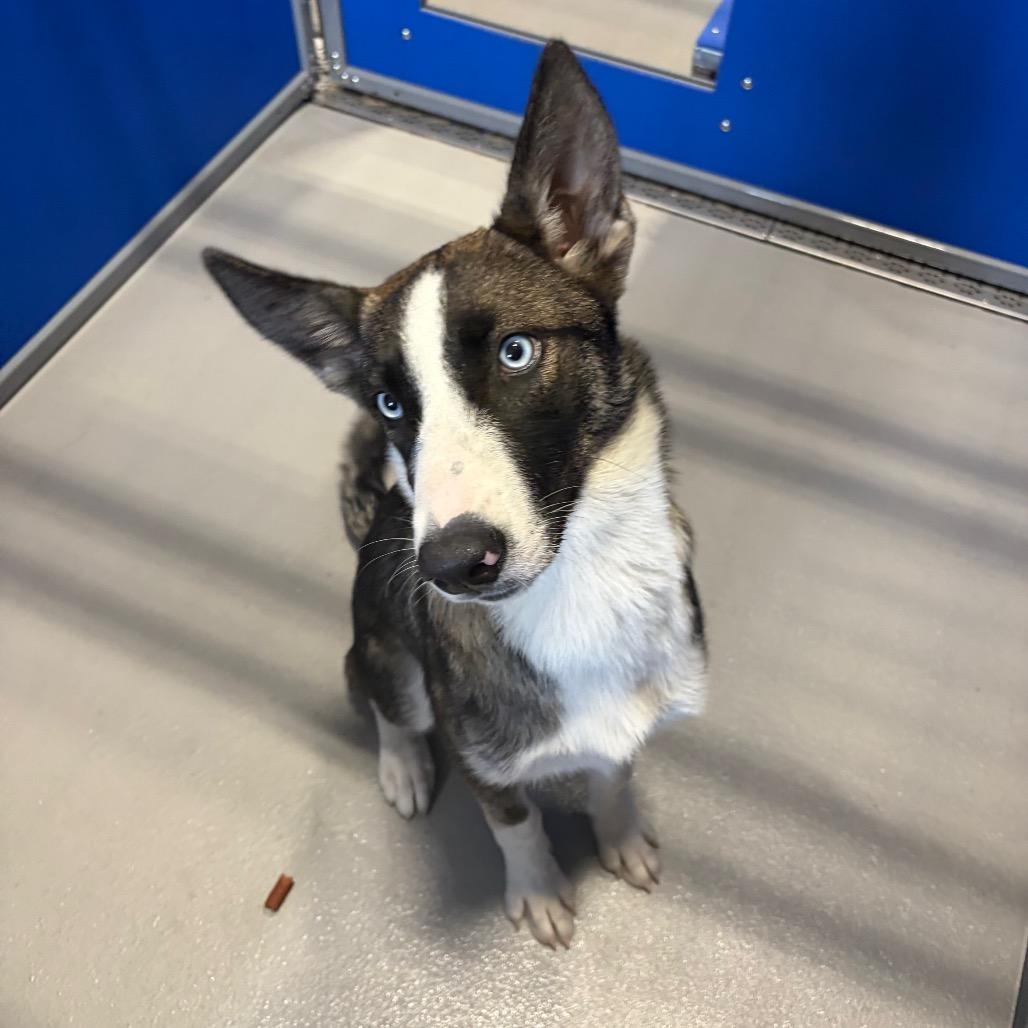 KCAC #637.26, a Adoptable mixed breed in Kerrville, TX image 3/3