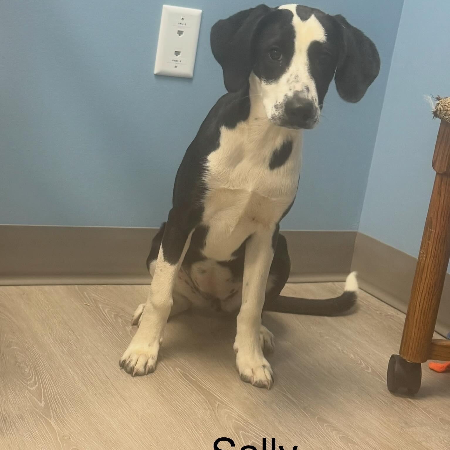 Enlarge Sally, a Adopted Coonhound in Ulster, PA image 1/1