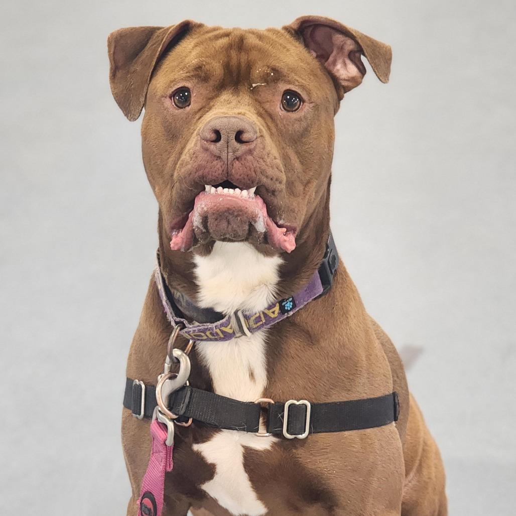 Enlarge Roscoe, a Adoptable Pit Bull Terrier in Champaign, IL image 1/6