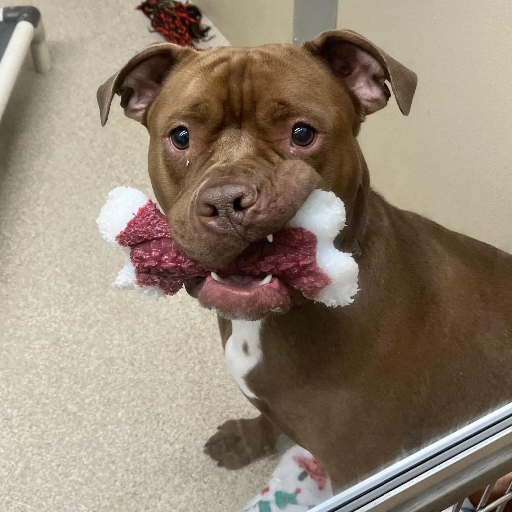 Roscoe, Adoptable, Young Male Pit Bull Terrier.