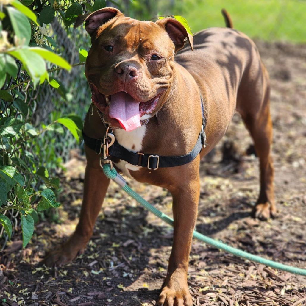 Enlarge Roscoe, a Adoptable Pit Bull Terrier in Champaign, IL image 2/6