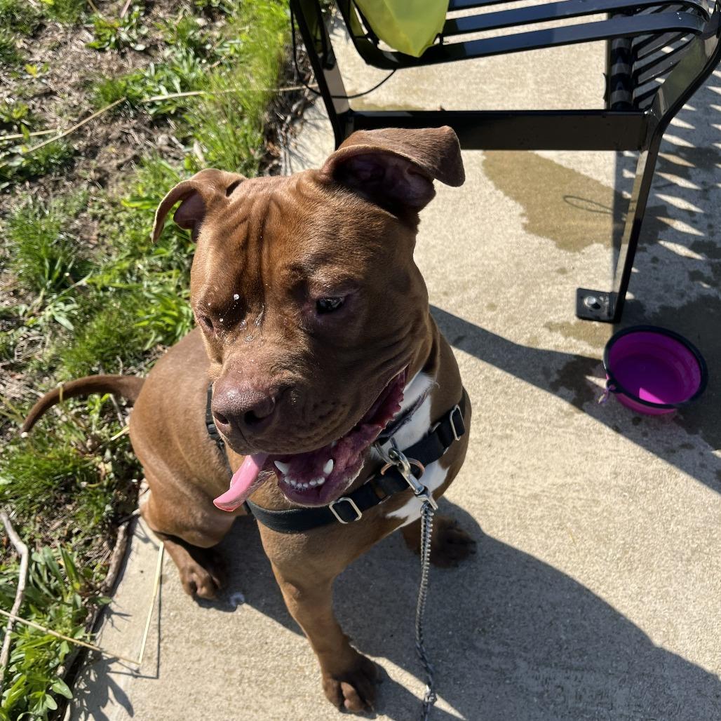 Enlarge Roscoe, a Adoptable Pit Bull Terrier in Champaign, IL image 2/6