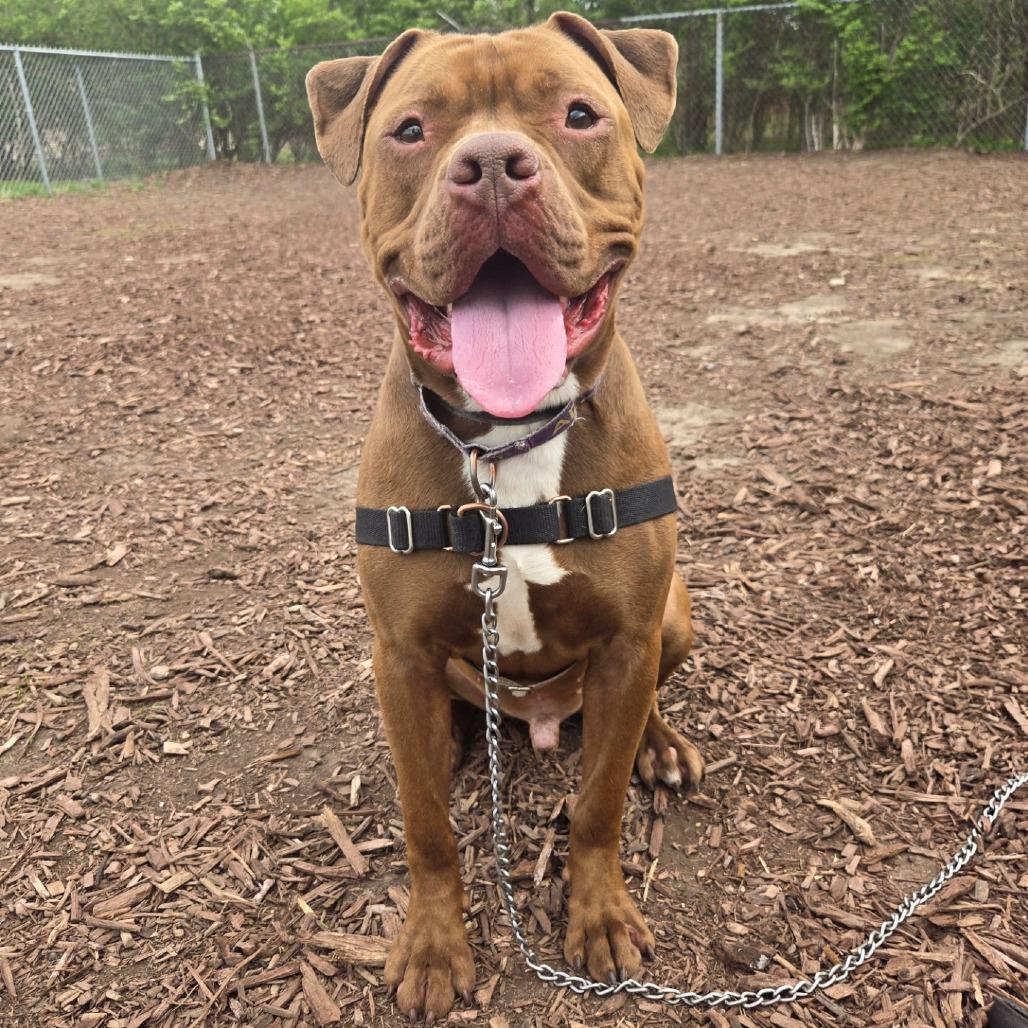 Enlarge Roscoe, a Adoptable Pit Bull Terrier in Champaign, IL image 3/6