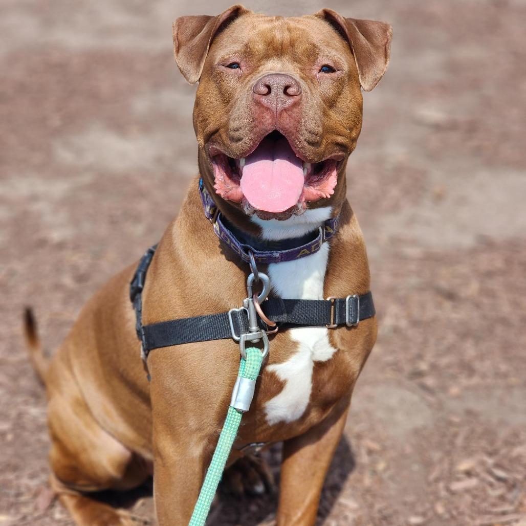 Enlarge Roscoe, a Adoptable Pit Bull Terrier in Champaign, IL image 5/6