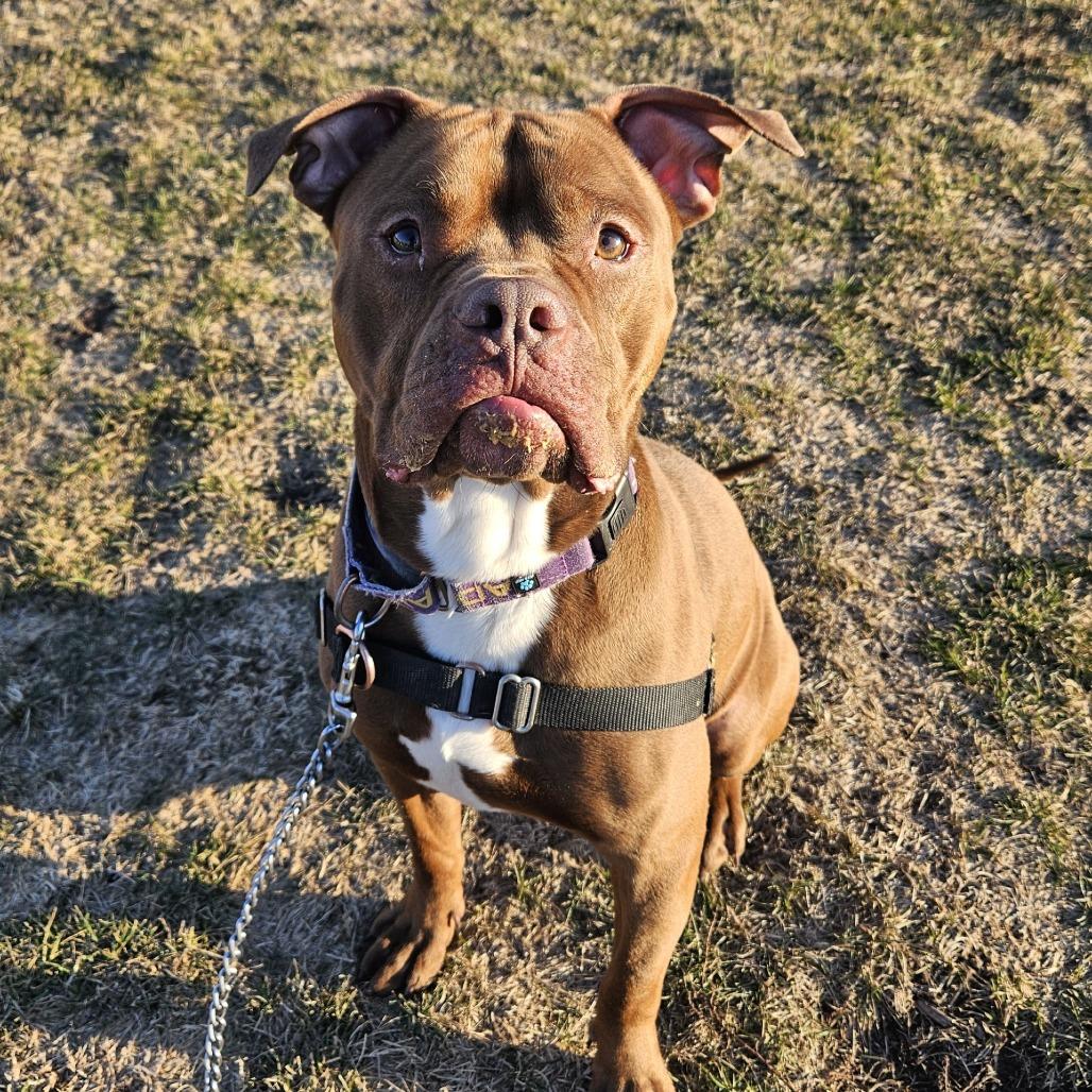 Enlarge Roscoe, a Adoptable Pit Bull Terrier in Champaign, IL image 2/6