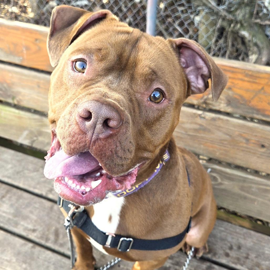 Enlarge Roscoe, a Adoptable Pit Bull Terrier in Champaign, IL image 3/6