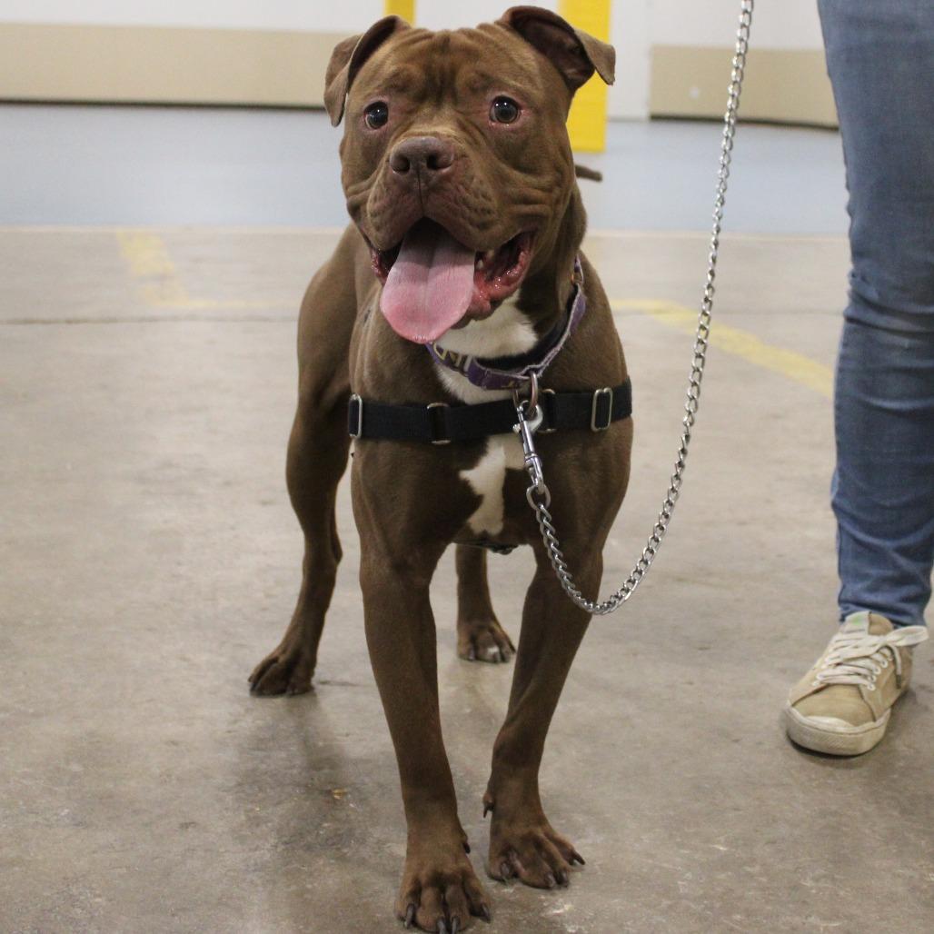 Enlarge Roscoe, a Adoptable Pit Bull Terrier in Champaign, IL image 3/6