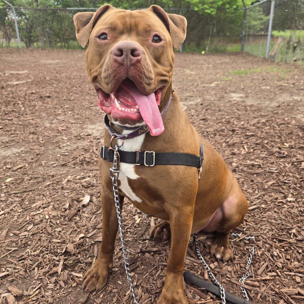 Enlarge Roscoe, a Adoptable Pit Bull Terrier in Champaign, IL image 6/6