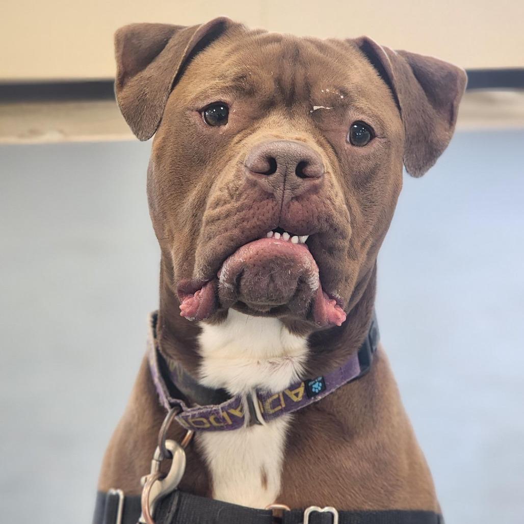 Enlarge Roscoe, a Adoptable Pit Bull Terrier in Champaign, IL image 4/6