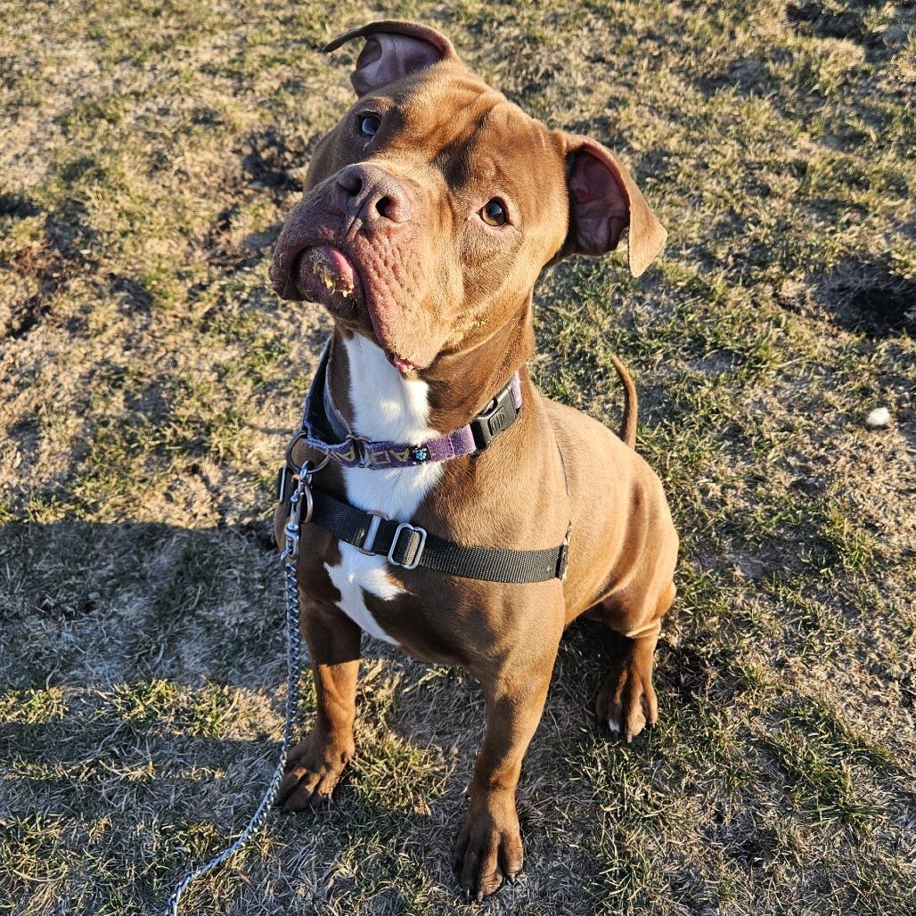 Enlarge Roscoe, a Adoptable Pit Bull Terrier in Champaign, IL image 5/6