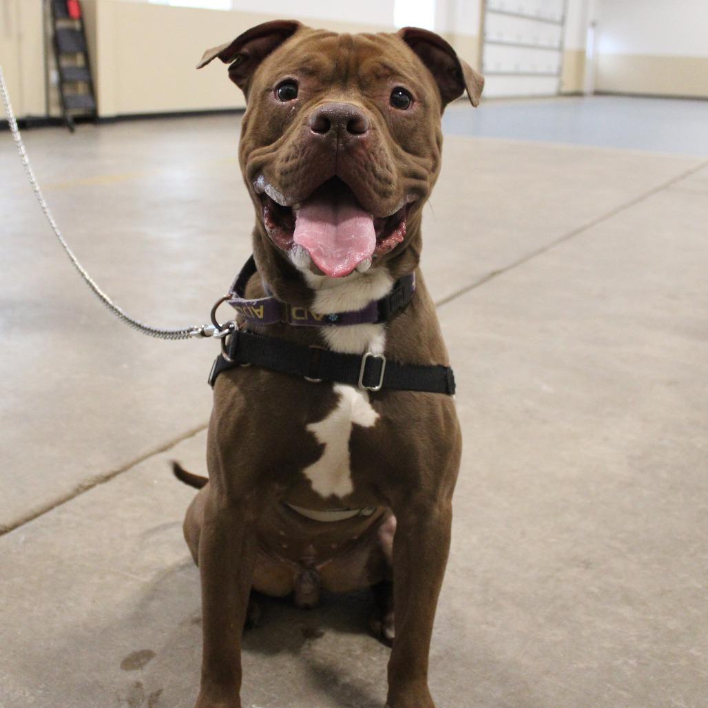 Enlarge Roscoe, a Adoptable Pit Bull Terrier in Champaign, IL image 6/6