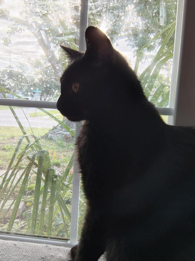 Enlarge Wink, a Adoptable Domestic Medium Hair in DELTONA, FL image 2/6