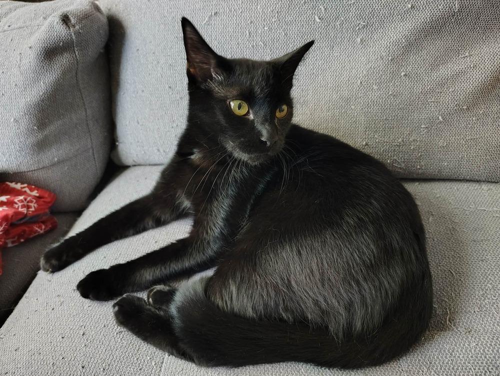 Enlarge Wink, a Adoptable Domestic Medium Hair in DELTONA, FL image 3/6