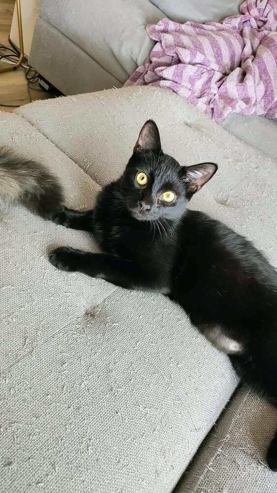 Enlarge Wink, a Adoptable Domestic Medium Hair in DELTONA, FL image 5/6