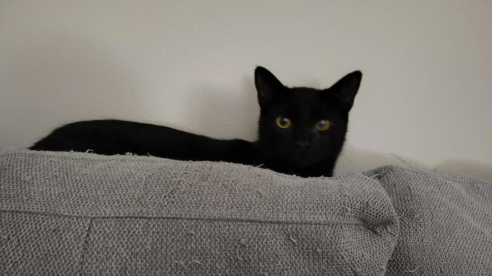 Enlarge Wink, a Adoptable Domestic Medium Hair in DELTONA, FL image 6/6
