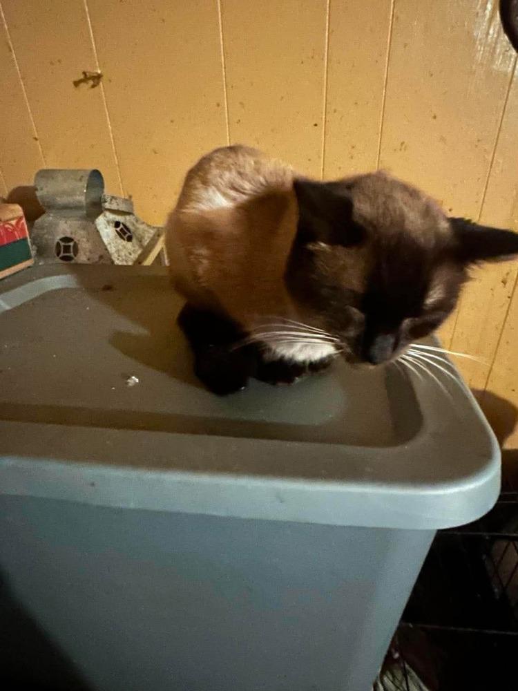 Espresso, Adoptable, Adult Male Siamese.