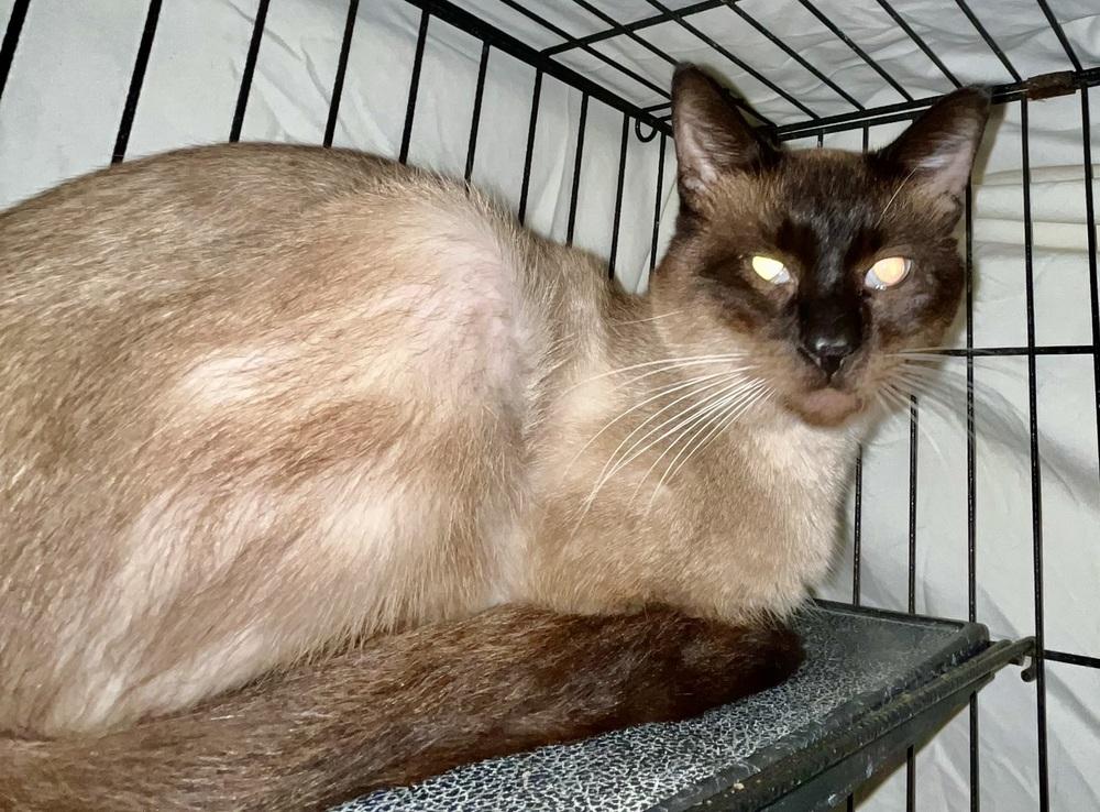 Enlarge Espresso, a Adoptable Siamese in Franklin, WV image 2/2